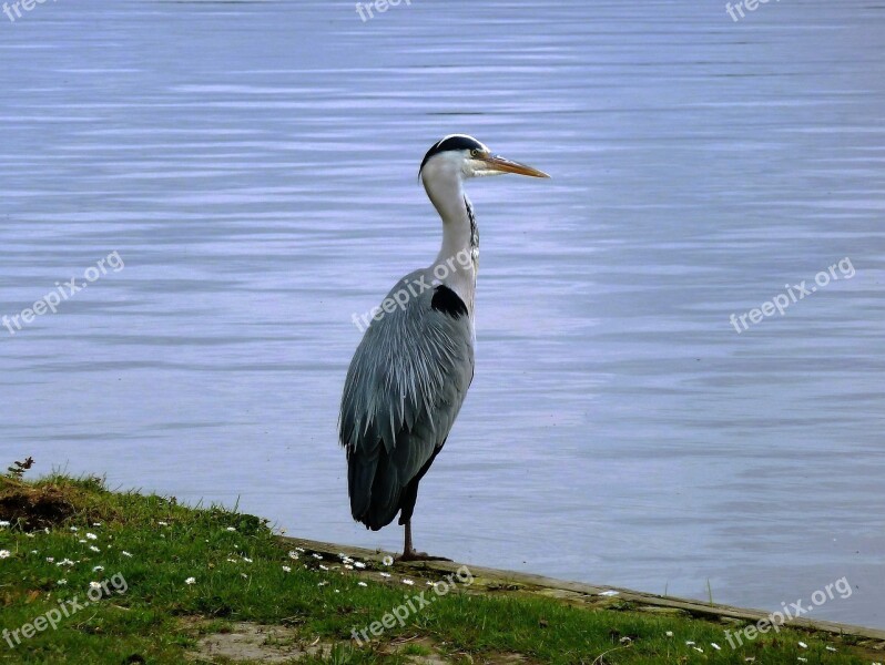 Bird Blue Heron Babu Feathers Ditch