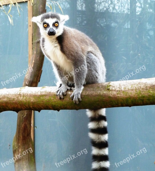 Animal Monkey Ring-tailed Lemur Eyes Coat