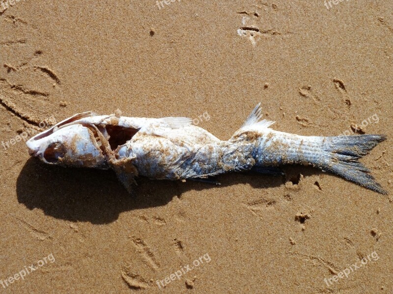 Animal Fish Beach Death Washed Up