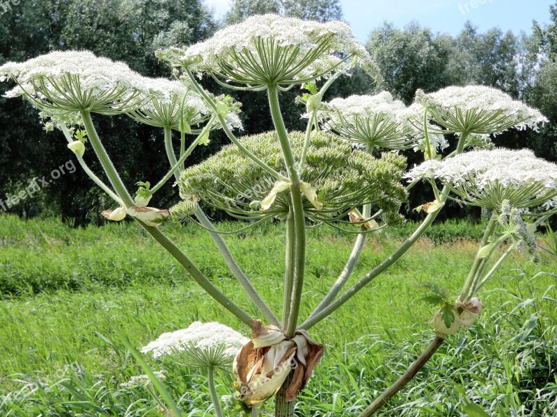 Flower Screen Flower Netherlands Hogweed Free Photos