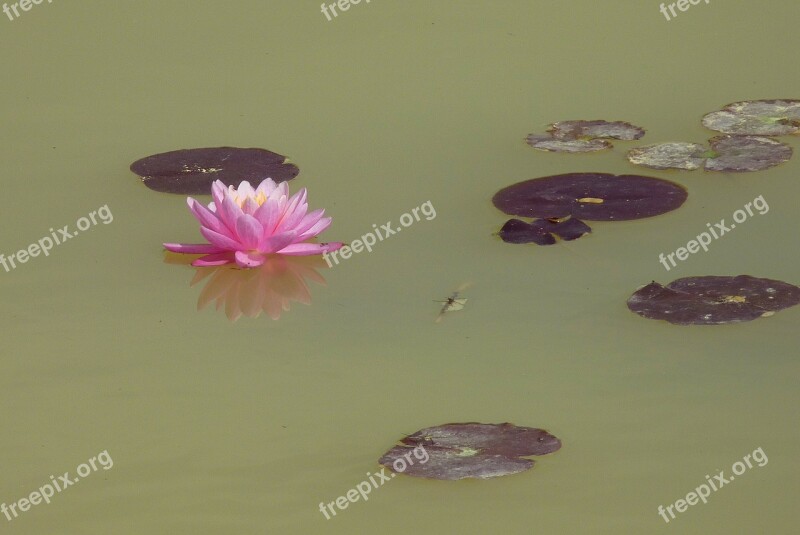 Flower Water Lily Aquatic Plant Pond Pink