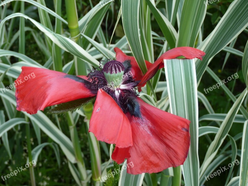 Flower Poppy Garden Petals Nature