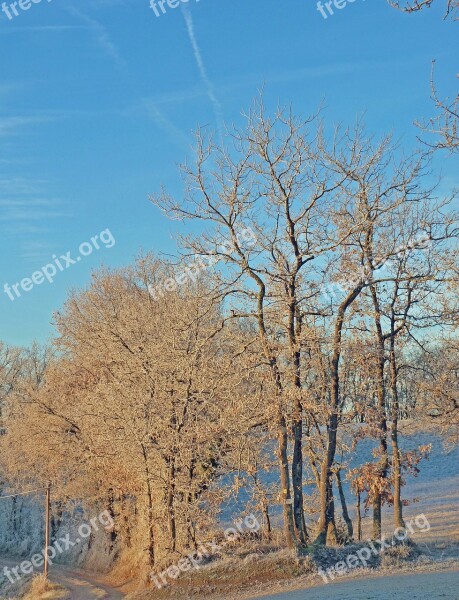 Gel Frost Winter Cold Nature