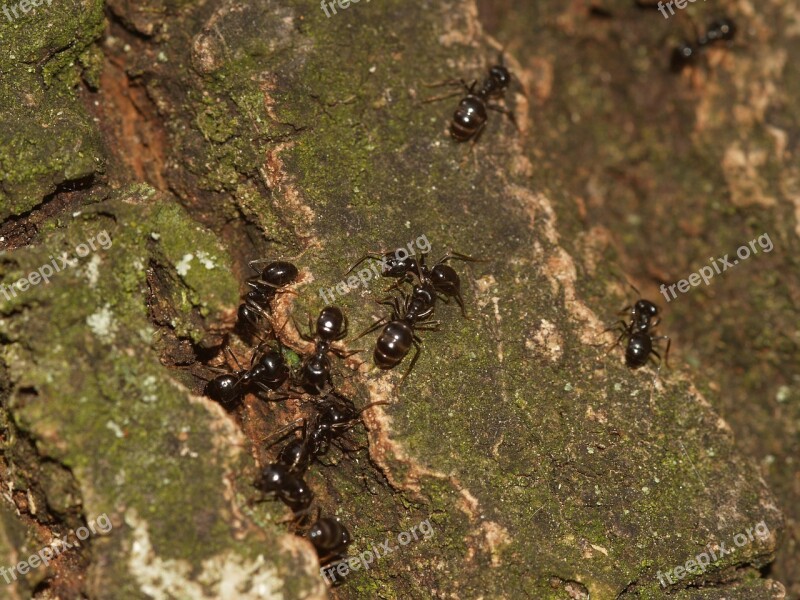 Insect Ants Ant Shiny Free Photos