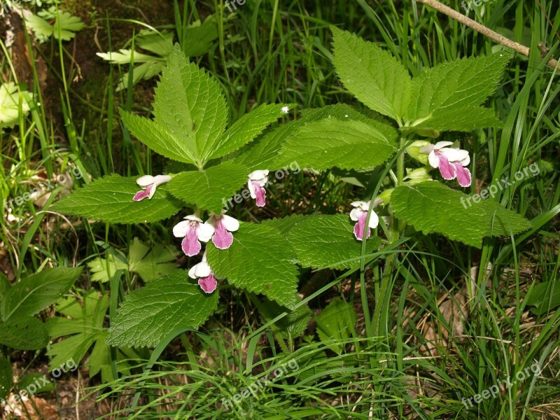 Plant Forest Nettle Galeopsis Speciosa Free Photos