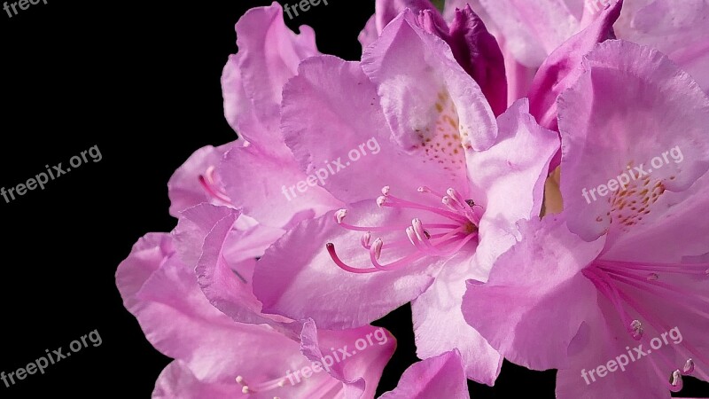 Blossom Bloom Pink Rhododendron Close Up