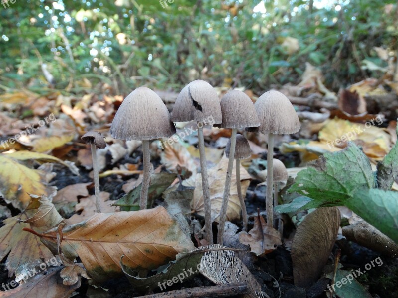 Mushroom Nature Mushrooms Autumn Forest