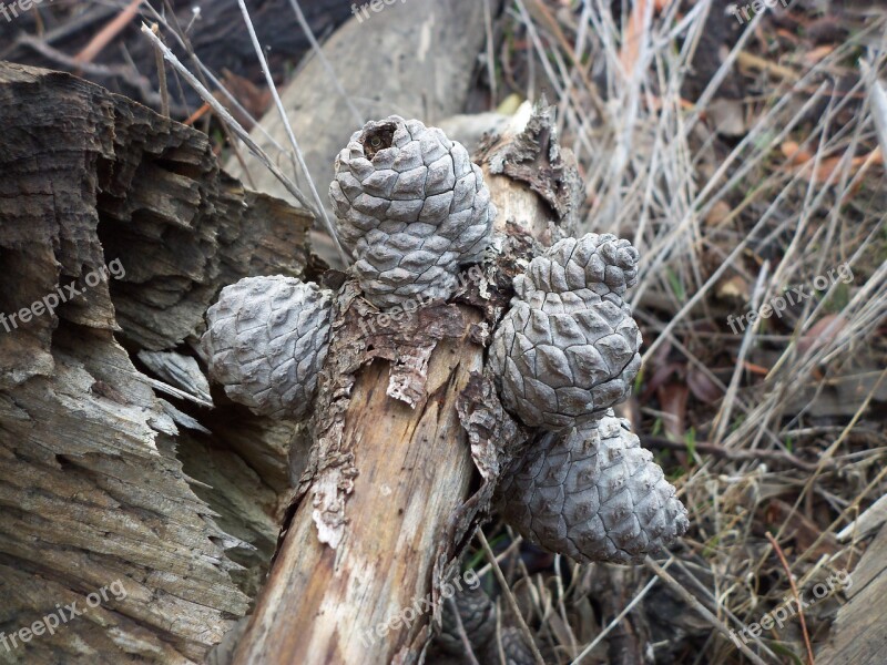 Pine Cones Grey Pine Cones Pine Cones On A Wooden Stump Free Photos