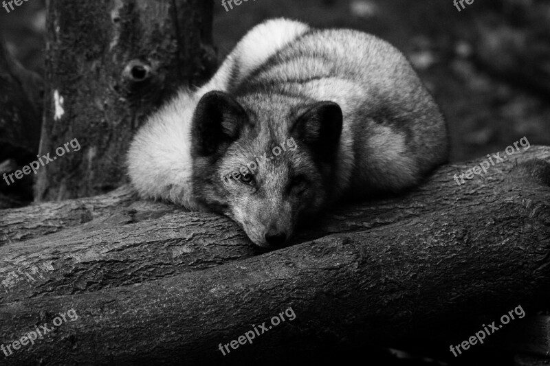 Polar Fox Zoo Animal Black White Omnivorous