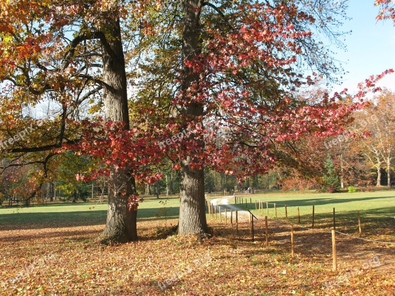 Autumn Trees Fall Autumn Natural Free Photos