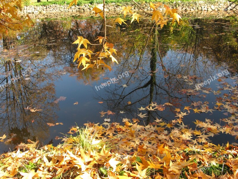 Autumn Trees Fall Autumn Natural Free Photos