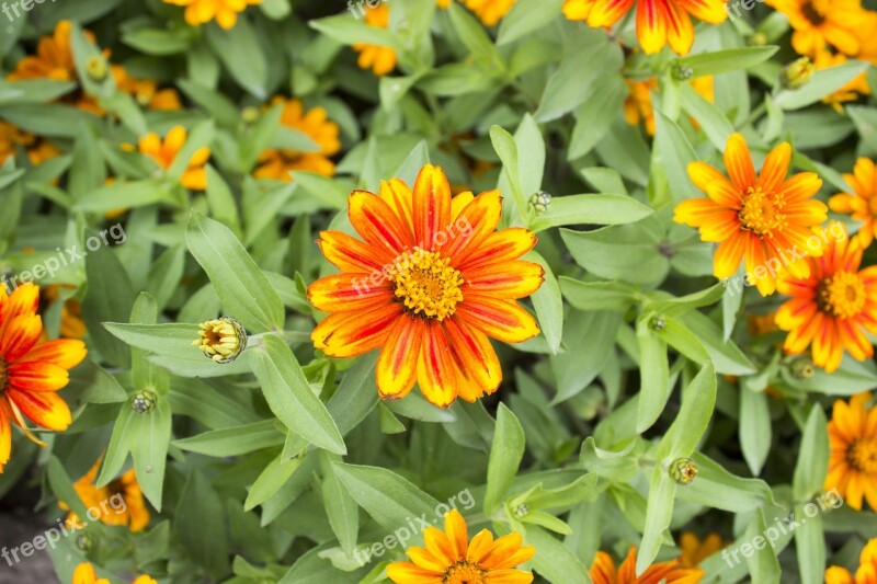 Zinnia Zahara Sunburst Orange Yellow Flower Garden Free Photos