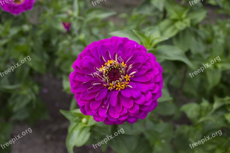 Flower Magenta Zinnia Summer Gardening