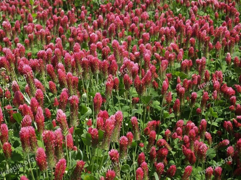 Plant Field Red Purple Clover Free Photos