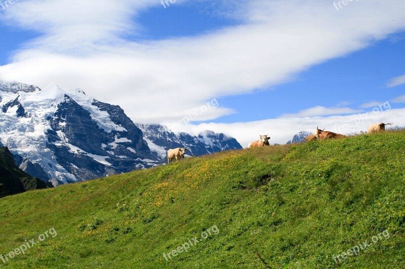 Mountain Switzerland Cows Summer Nature