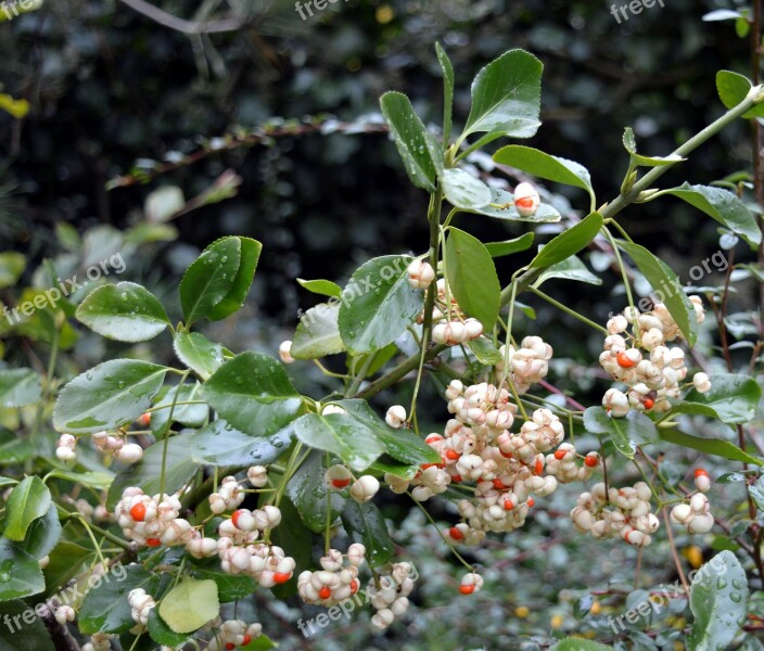 Snow Berry Knallerbse Bush Berries Ordinary Schneebeere