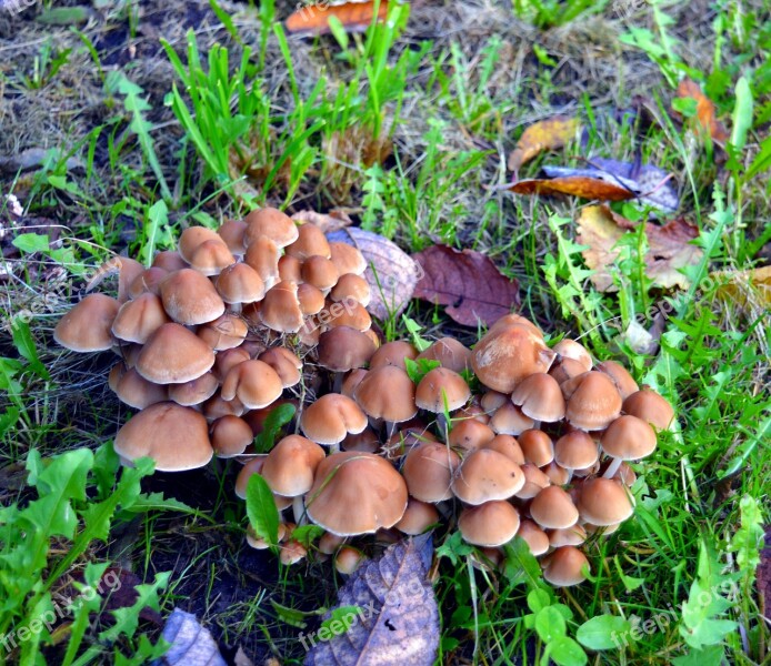 Mushrooms Fungi Plant Toxic Brown