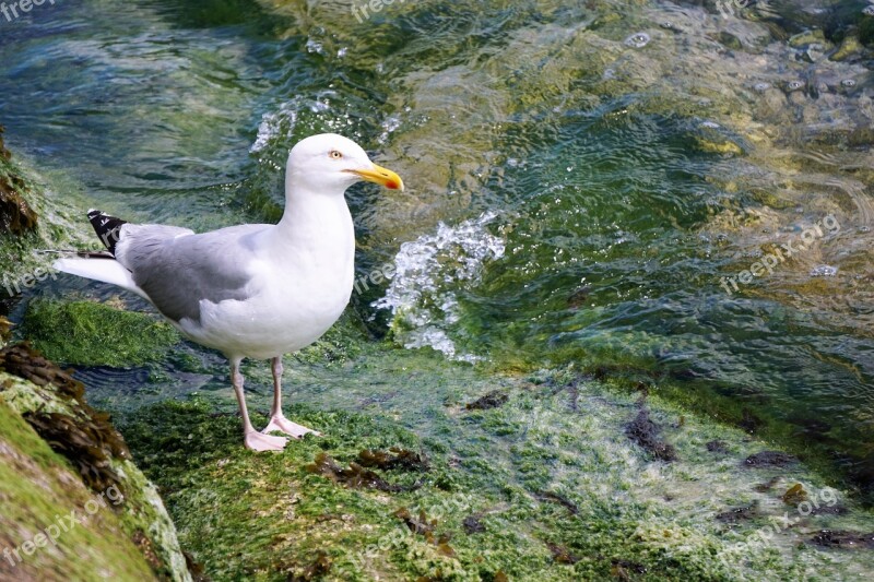 Gull Bird Sea Bird Animal Ornithology