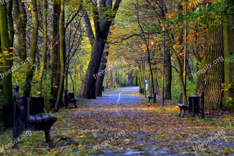 Park Autumn Golden Foliage Lamp