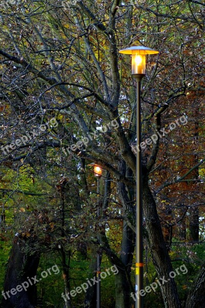 Park Autumn Golden Foliage Lamp