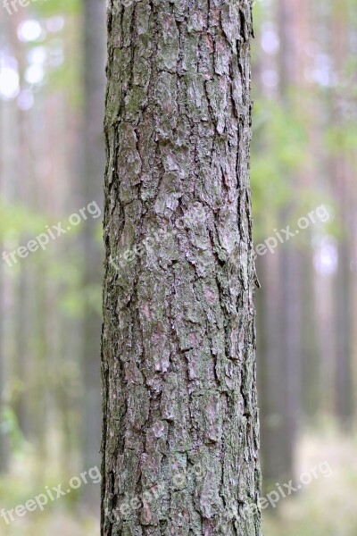 Trunk Tree Spruce Forest The Bark