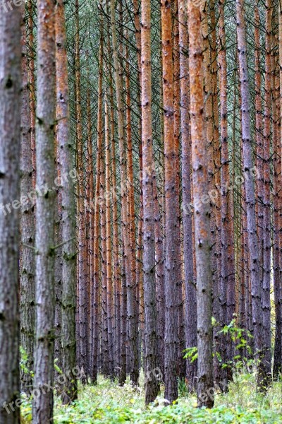 Then Tree Forest Dense Spruce