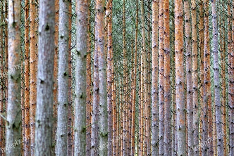 Then Tree Forest Dense Spruce