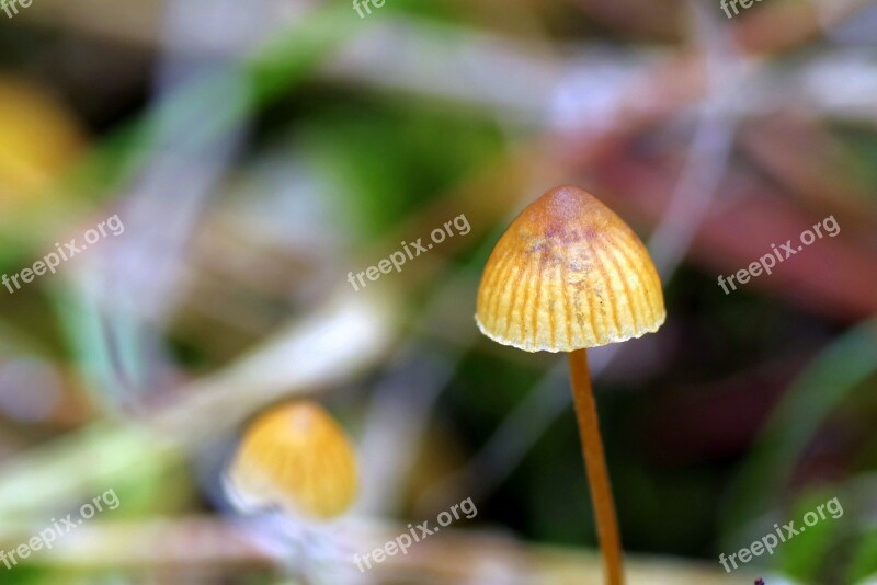 Mushrooms Mushroom Small Tiny Autumn