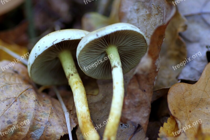 Mushrooms The Collection Of Forest Runko Litter