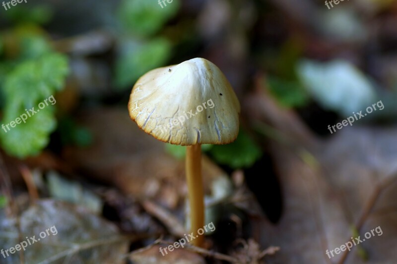 Mushroom Hat Laminar Thin Leg