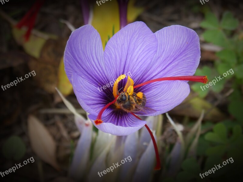 Saffron Crocus Flower Bee Libar Flower