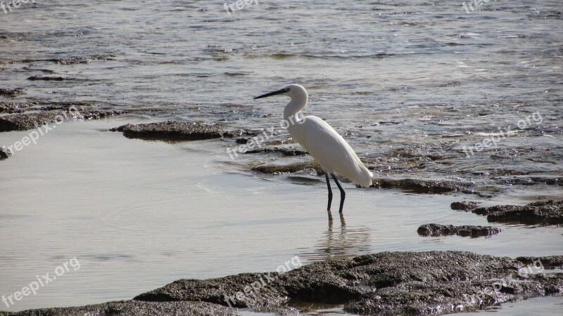 Heron Bird Animal Wildlife Nature