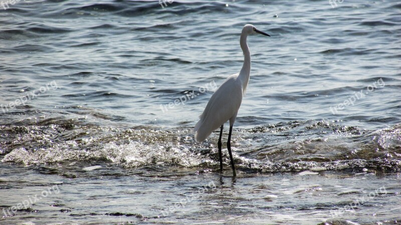 Heron Bird Animal Wildlife Nature