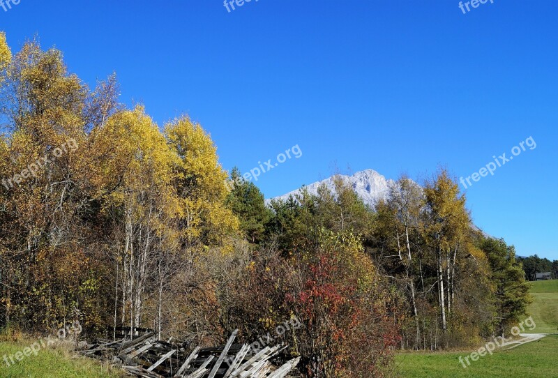 Autumn Blue Sky Tree Leaves Contrast