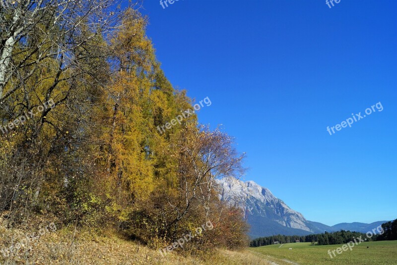 Autumn Blue Sky Tree Leaves Contrast