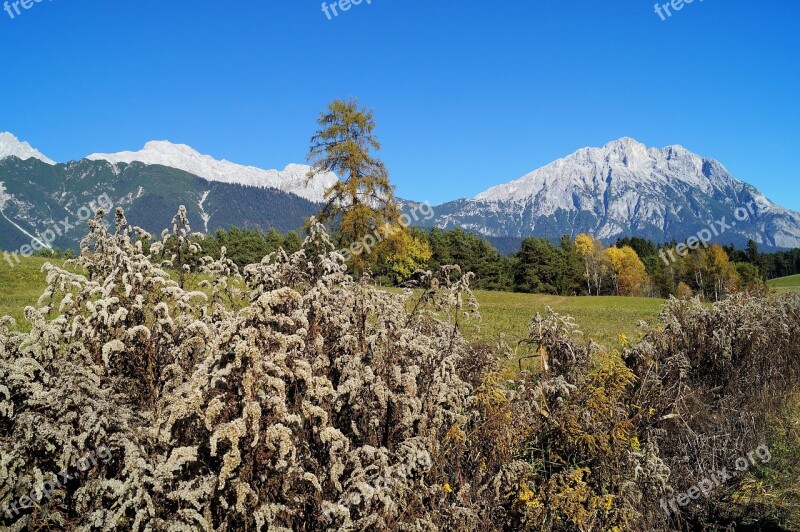 Autumn Blue Sky Tree Leaves Contrast