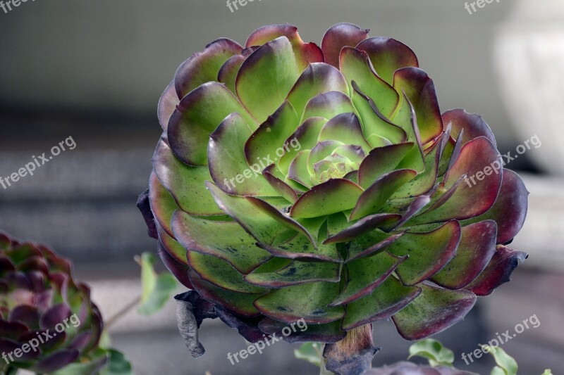 Thick Sheet Greenhouse Crassulaceae Plant Aeonium Leaves