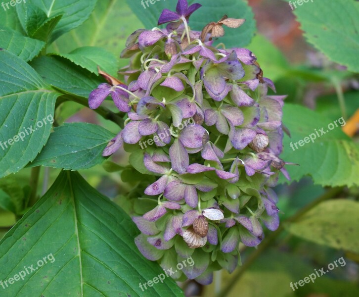 Fall Hydrangea Hydrangea Plant Nature Shrub