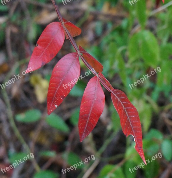 Red Leaves Sumac Fall Autumn Plant