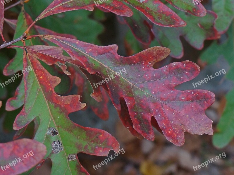 Red Oak Fall Color Red Fall Autumn