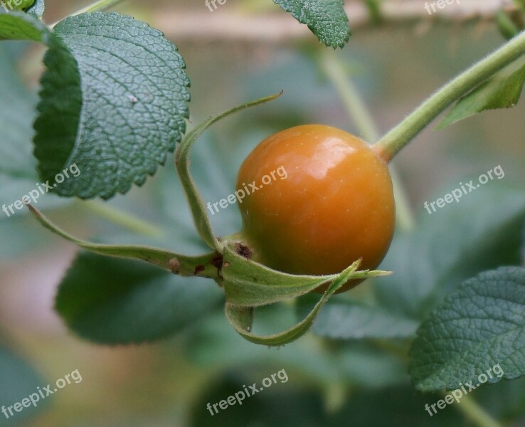 Rose Hip Turning Color Rugosa Rose Rose Seed