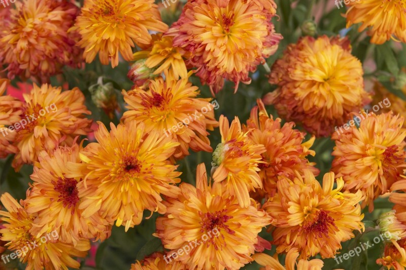 Orange Flowers Botanical Bloom Orange Summer