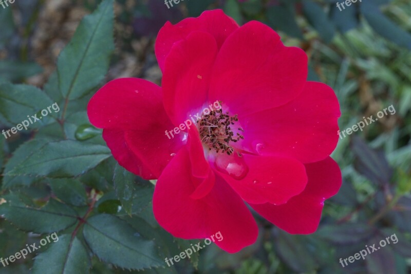 Red Rose Rose Flower Botanical Plant