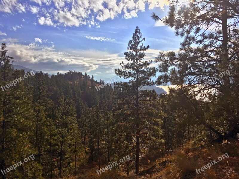 Landscape Forest Trees Forest Landscape Nature