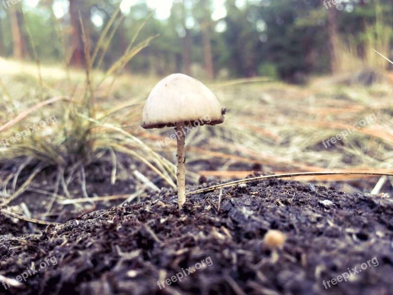 Forest Mushroom Light Edible Fall