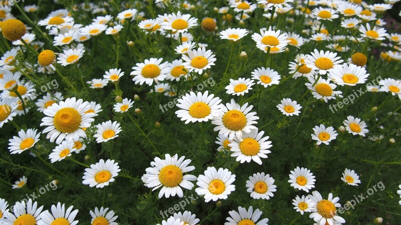 Flowers Chamomile Provence Free Photos