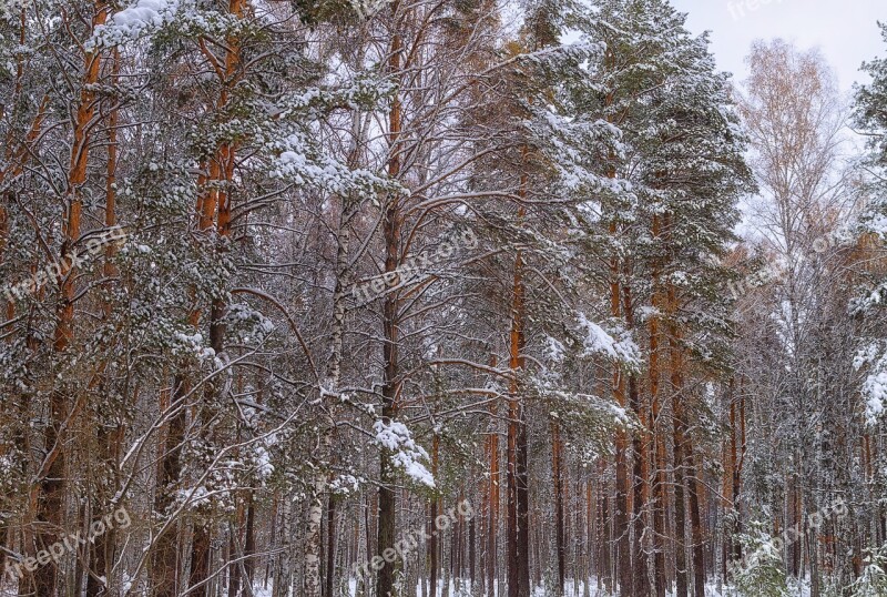 Forest Snow Winter Winter Forest Trees