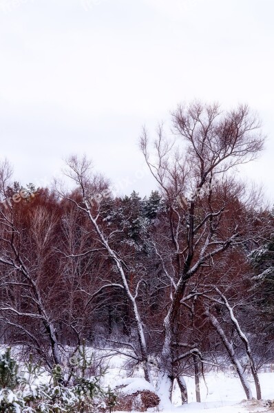 Forest Snow Tree Winter Forest Trees