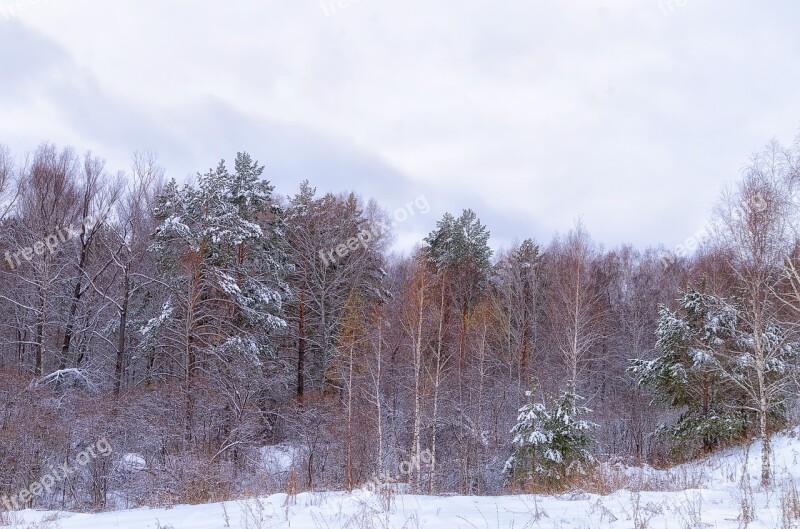 Forest Snow Cloud Winter Winter Forest