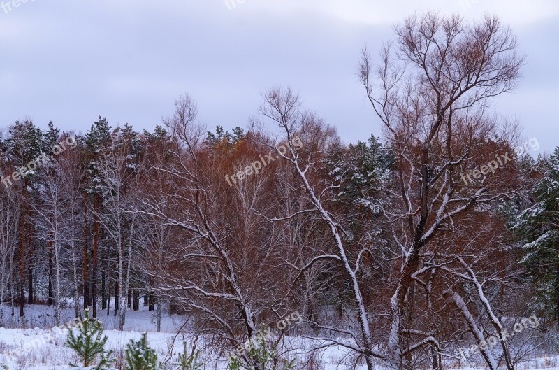 Forest Snow Winter Winter Forest Trees